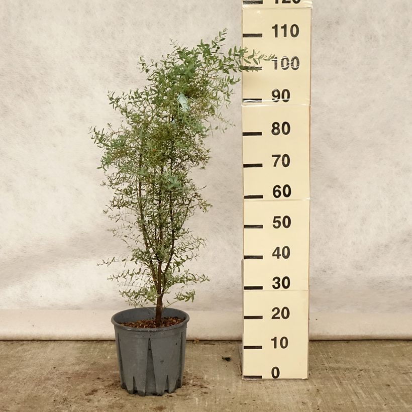 Ejemplar de Eucalyptus gunnii France Bleu Rengun Maceta 7,5L/10L entregado en verano
