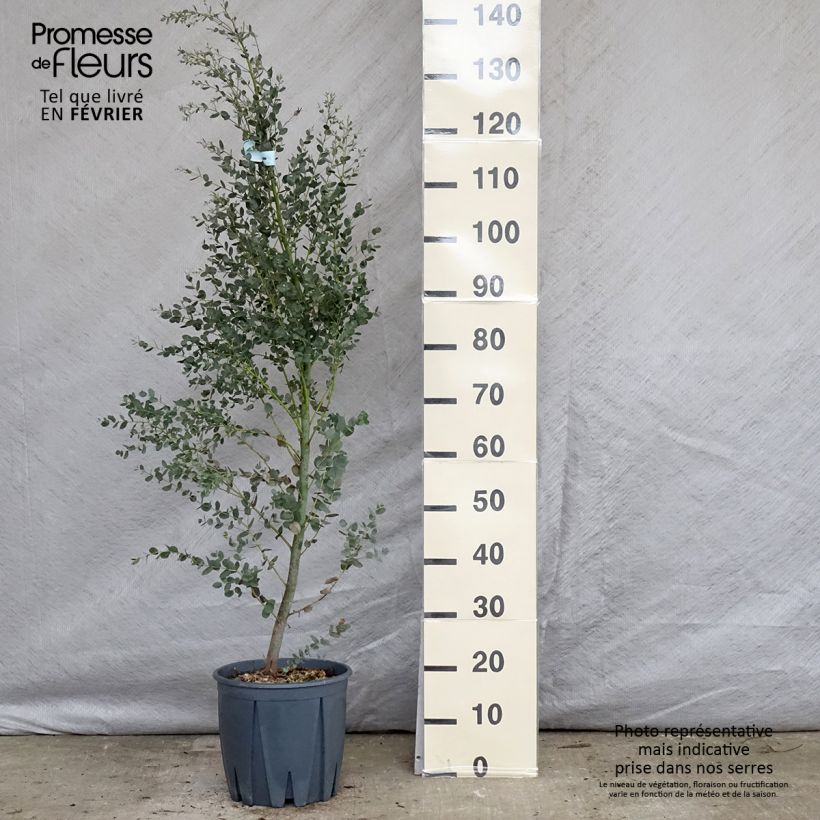Eucalyptus gunnii France Bleu Rengun Maceta 7,5L/10L Ejemplar entregado en invierno