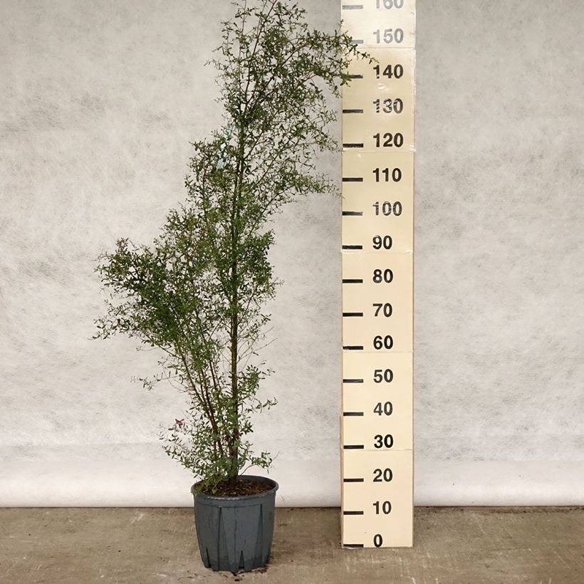 Eucalyptus gunnii France Bleu Rengun Maceta 7,5L/10L Ejemplar entregado en la primavera