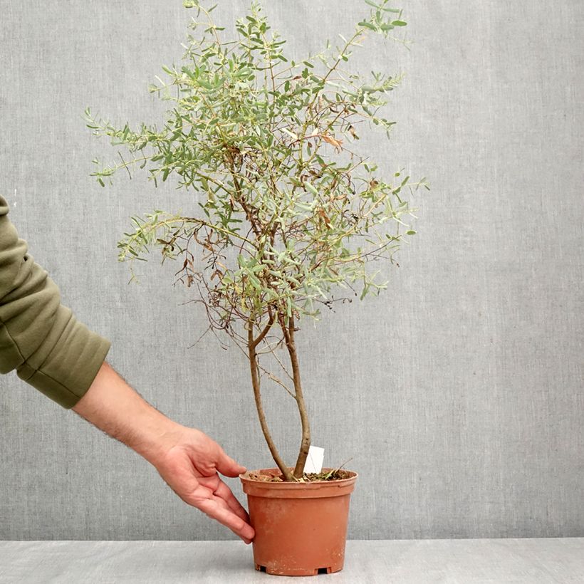 Ejemplar de Eucalyptus gunnii France Bleu Rengun Maceta 1,5L/2L entregado en otoño