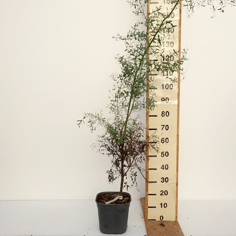 Ejemplar de Eucalyptus gunnii France Bleu Rengun Maceta 7,5L/10L entregado en otoño