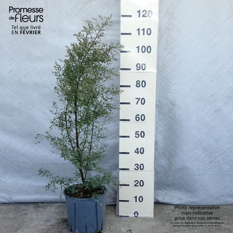 Eucalyptus gunnii Silverana Maceta 4L/5L Ejemplar entregado en invierno