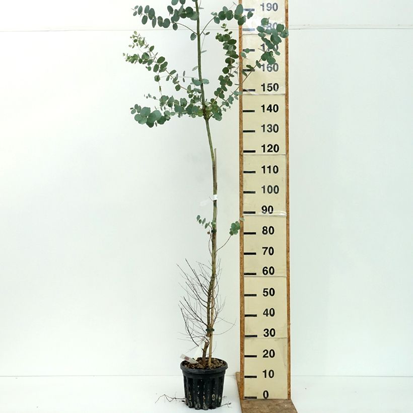 Ejemplar de Eucalyptus gunnii subsp divaricata Maceta 4L/5L entregado en verano