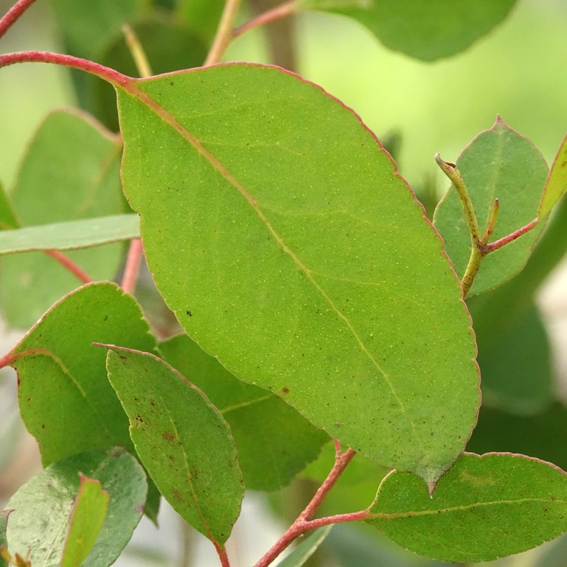 Eucalyptus johnstonii - Eucalipto de Johnston (Follaje)
