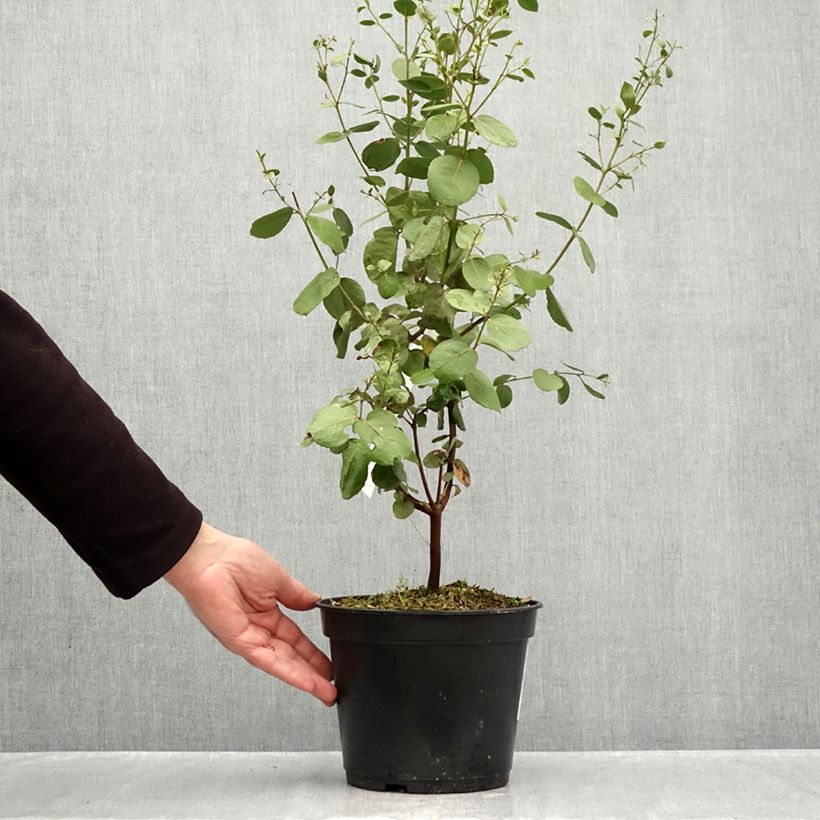 Ejemplar de Eucalyptus johnstonii - Eucalipto de Johnston Maceta 4L/5L entregado en otoño