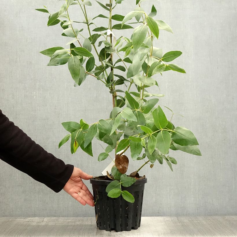 Ejemplar de Eucalyptus kitsoniana Maceta 4L/5L entregado en otoño