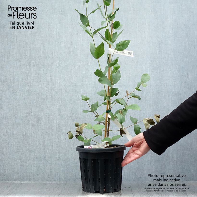 Eucalyptus kitsoniana Maceta 4L/5L Ejemplar entregado en invierno