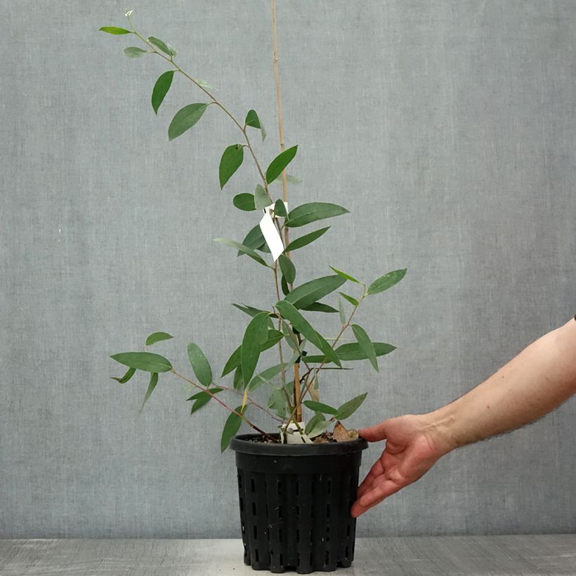 Ejemplar de Eucalyptus lacrimans - Eucalipto llorón Maceta 4L/5L entregado en verano