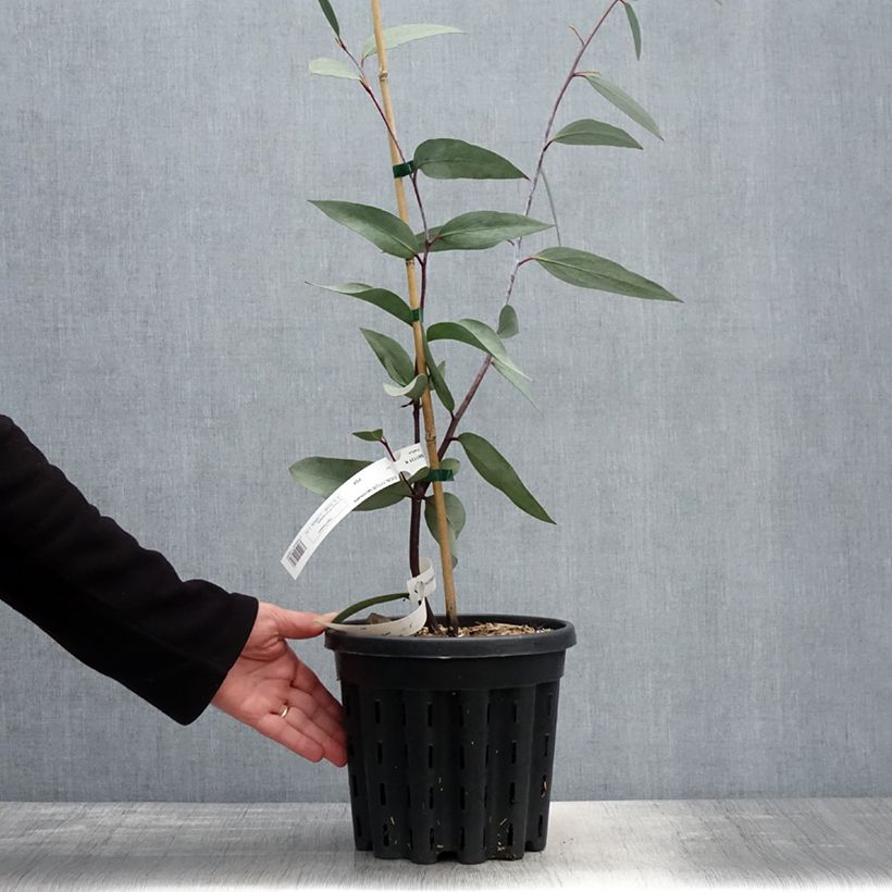 Eucalyptus lacrimans - Eucalipto llorón Maceta 4L/5L Ejemplar entregado en la primavera