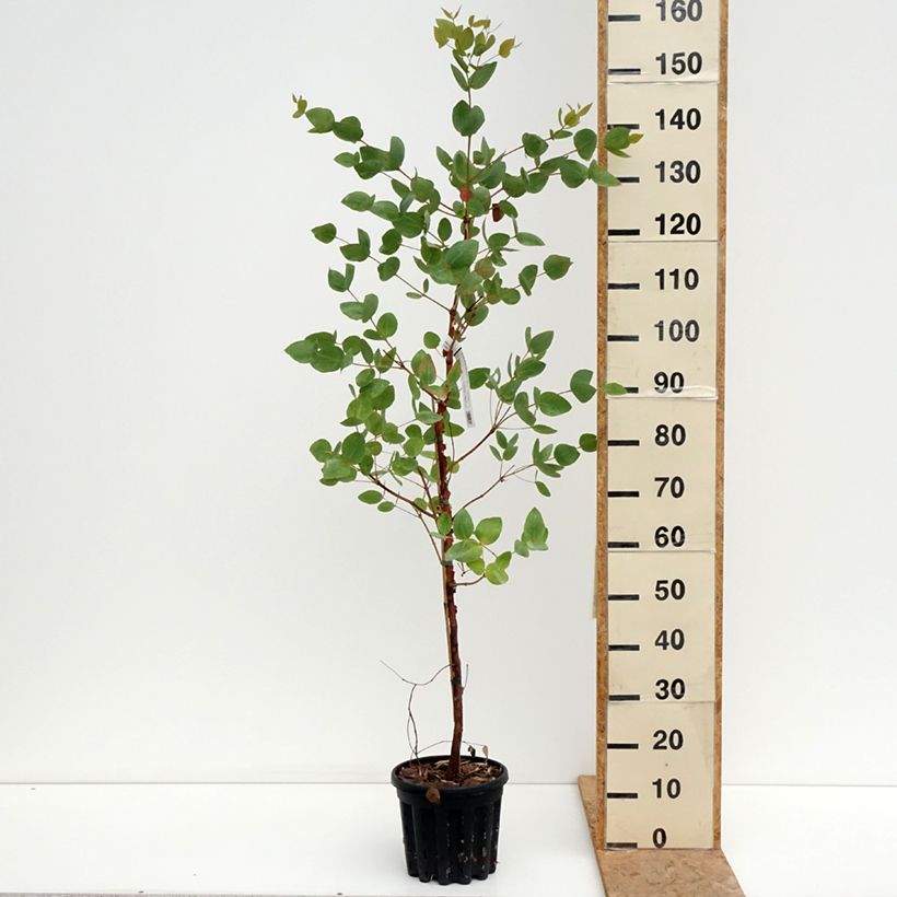 Ejemplar de Eucalyptus leucoxylon Rosea Maceta 4L/5L entregado en verano