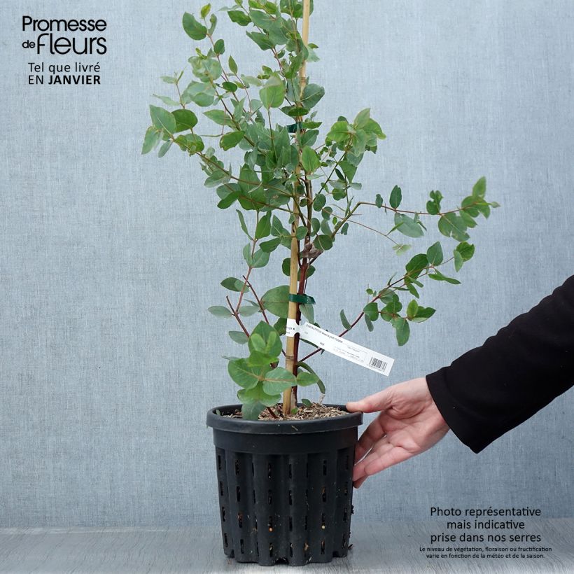 Eucalyptus leucoxylon Rosea Maceta 4L/5L Ejemplar entregado en invierno