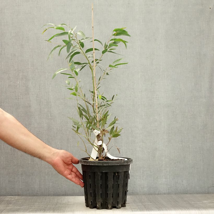 Ejemplar de Eucalyptus mitchelliana - Gommier de Mount Buffalo Pot de 4L/5L, Pot anti-chignon entregado en verano