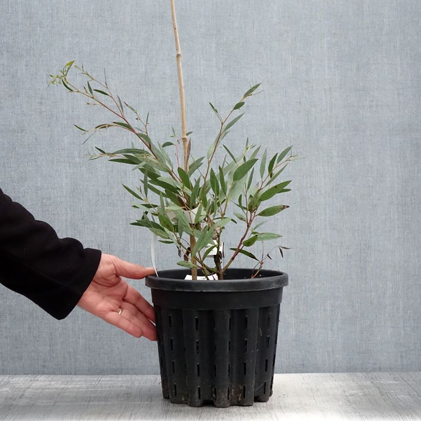 Eucalyptus mitchelliana Maceta 4L/5L Ejemplar entregado en la primavera