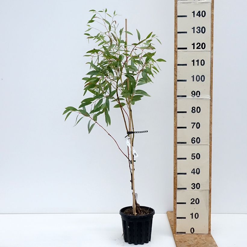 Ejemplar de Eucalyptus mitchelliana Maceta 4L/5L entregado en otoño