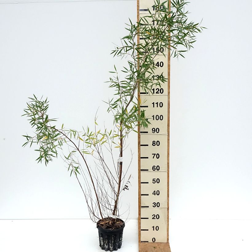 Ejemplar de Eucalyptus moorei subsp. moorei Maceta 4L/5L entregado en otoño