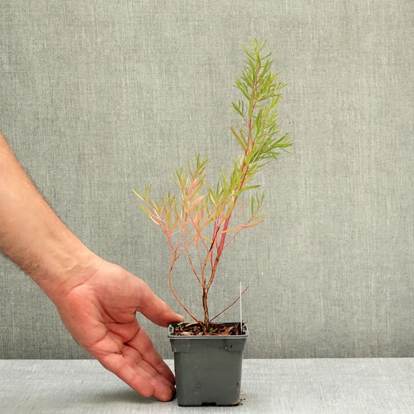 Eucalyptus nicholii Maceta de 8/9 cm Ejemplar entregado en la primavera