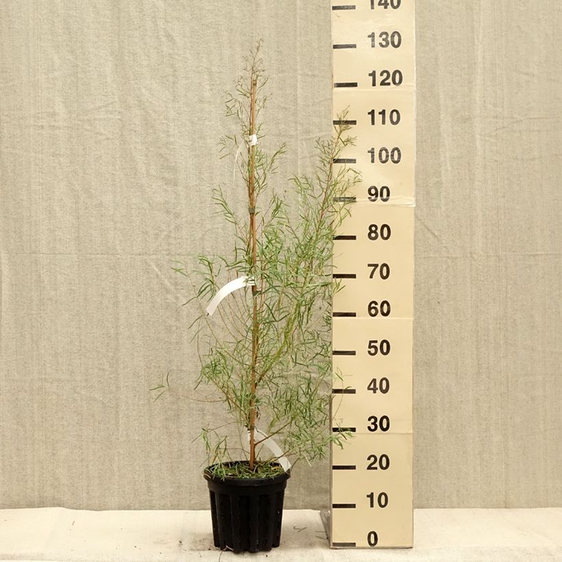 Ejemplar de Eucalyptus nicholii Maceta 4L/5L entregado en otoño