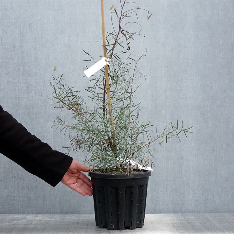 Eucalyptus nicholii Maceta 4L/5L Ejemplar entregado en la primavera