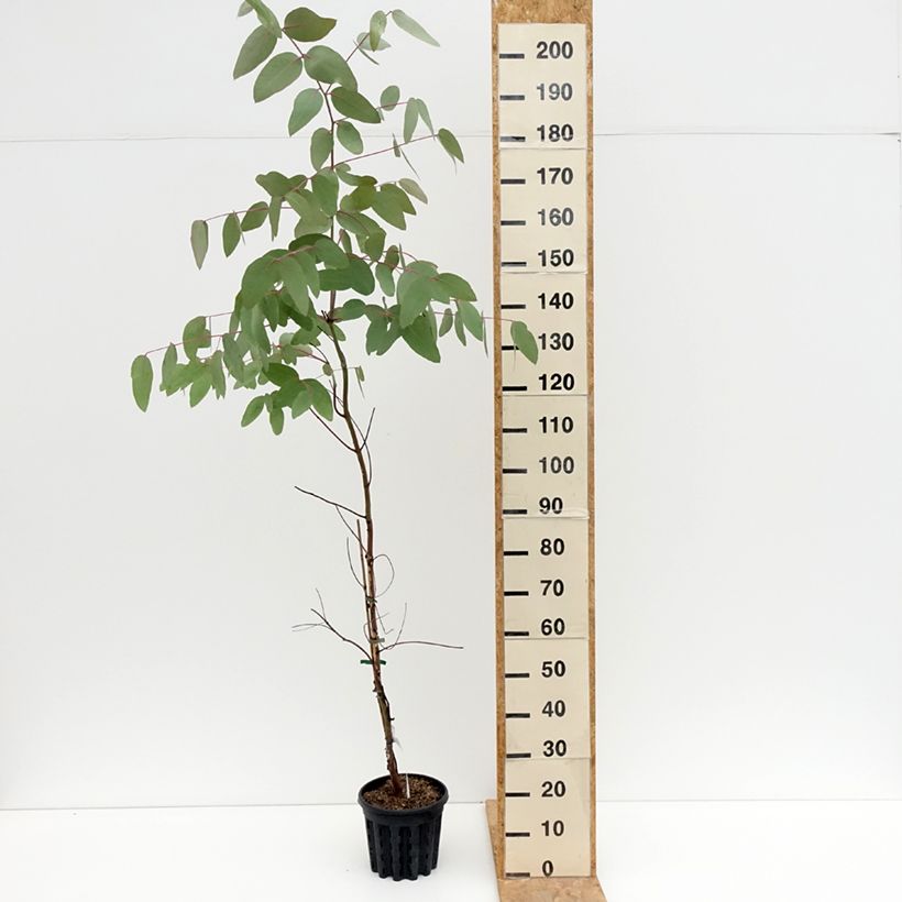 Ejemplar de Eucalyptus nitens Maceta 4L/5L entregado en verano