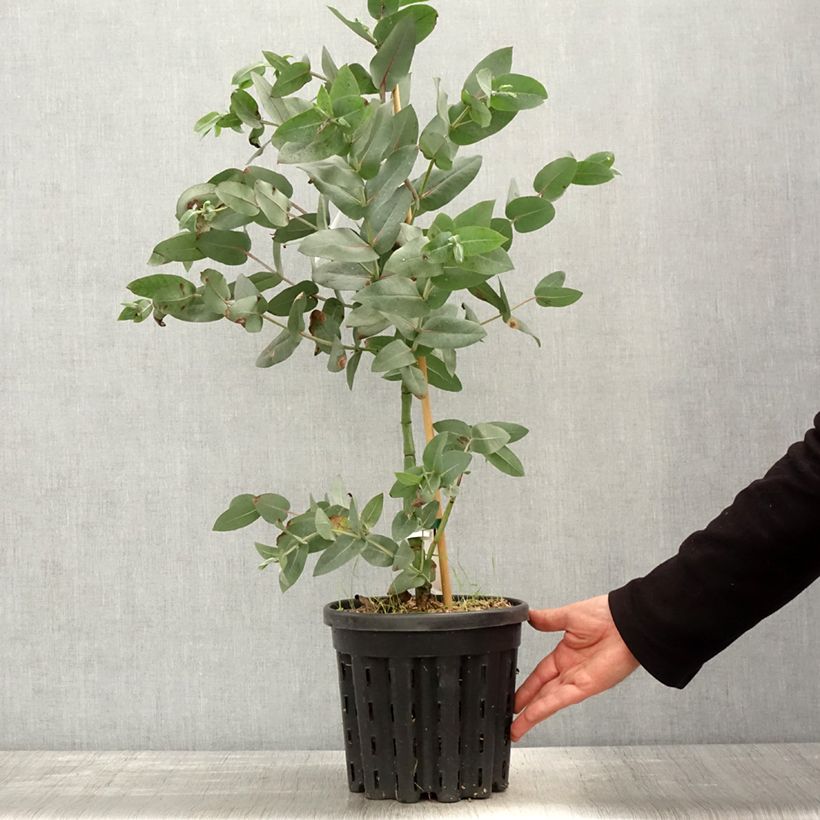 Eucalyptus nitens Maceta 4L/5L Ejemplar entregado en la primavera