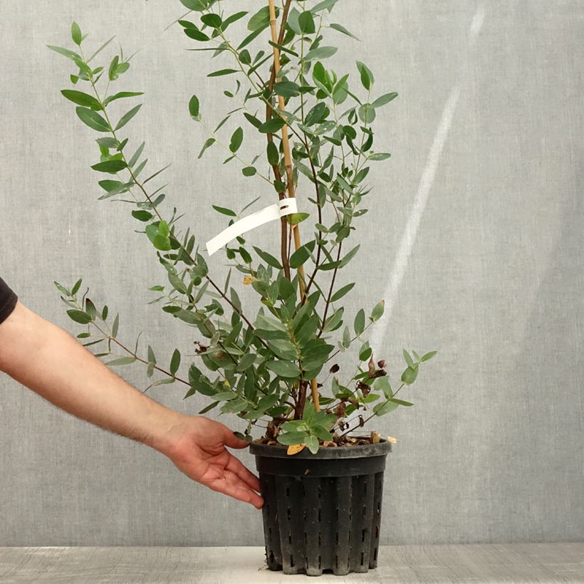 Ejemplar de Eucalyptus nitida - Eucalipto pulido Maceta 4L/5L entregado en verano