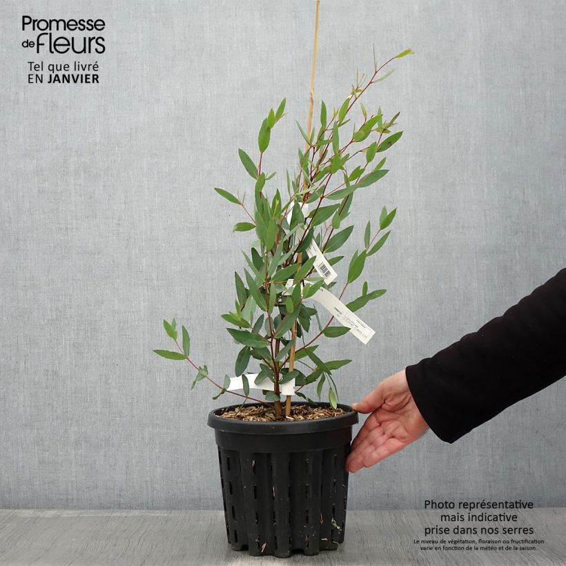 Eucalyptus nitida - Eucalipto pulido Maceta 4L/5L Ejemplar entregado en invierno