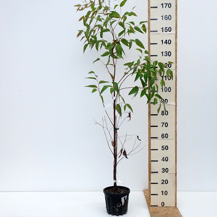 Ejemplar de Eucalyptus obliqua Maceta 4L/5L entregado en otoño