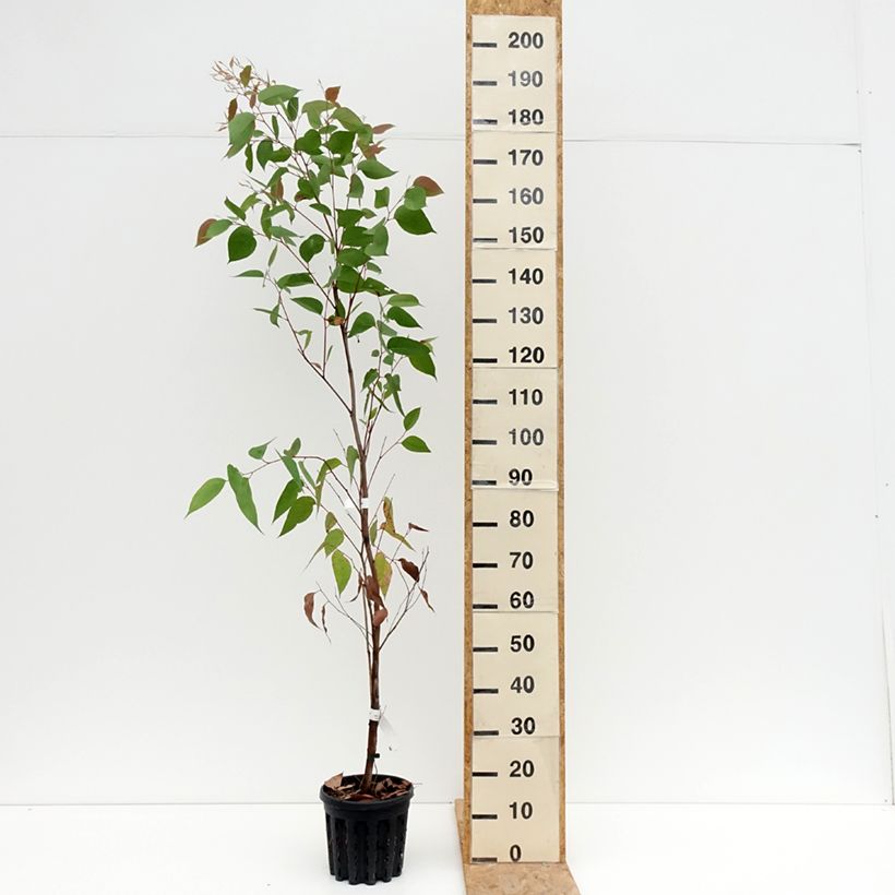 Ejemplar de Eucalyptus obliqua Maceta 4L/5L entregado en verano