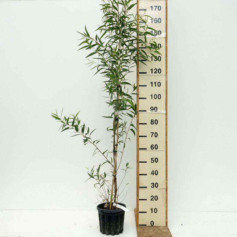 Ejemplar de Eucalyptus paliformis Maceta 4L/5L entregado en verano