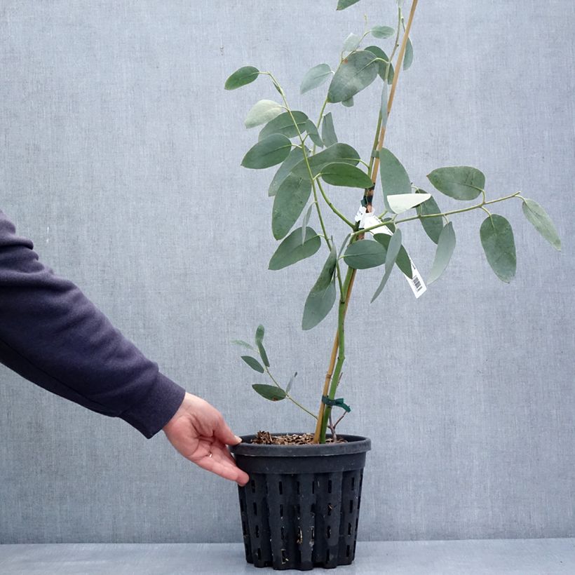 Eucalyptus pauciflora subsp. hedraia Falls Creek Maceta 4L/5L Ejemplar entregado en la primavera