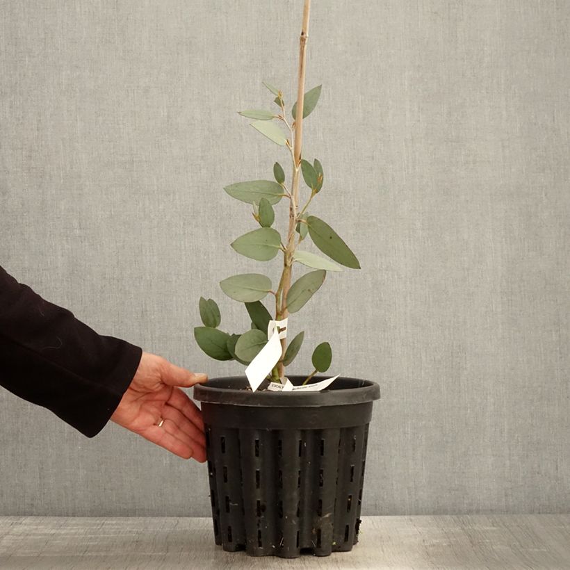 Eucalyptus pauciflora subsp. niphophila Mt Bogong Maceta 4L/5L Ejemplar entregado en la primavera