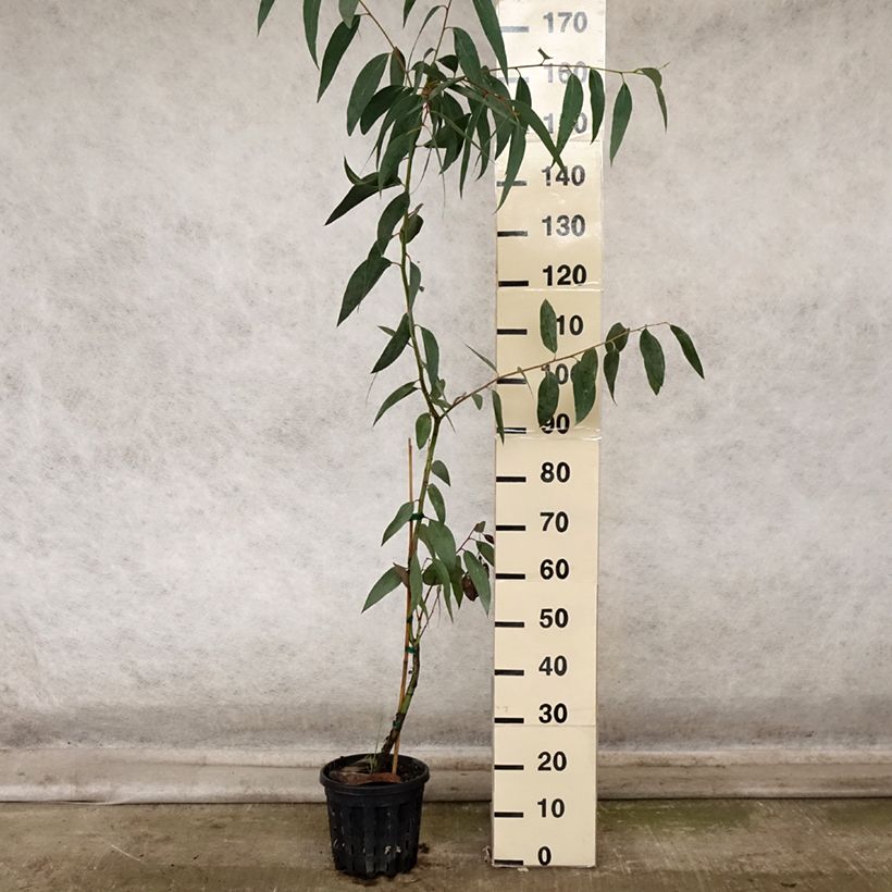 Ejemplar de Eucalyptus pauciflora subsp. pauciflora Adaminaby Maceta 4L/5L entregado en otoño