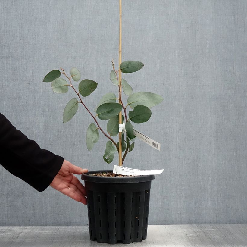 Eucalyptus pauciflora subsp. pauciflora Buffalo Maceta 4L/5L Ejemplar entregado en la primavera