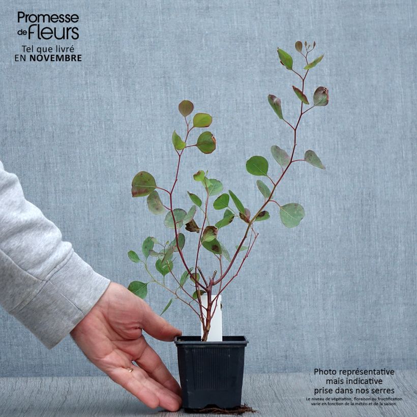 Ejemplar de Eucalyptus polyanthemos - Eucalipto de muchas flores Maceta de 8/9 cm entregado en otoño
