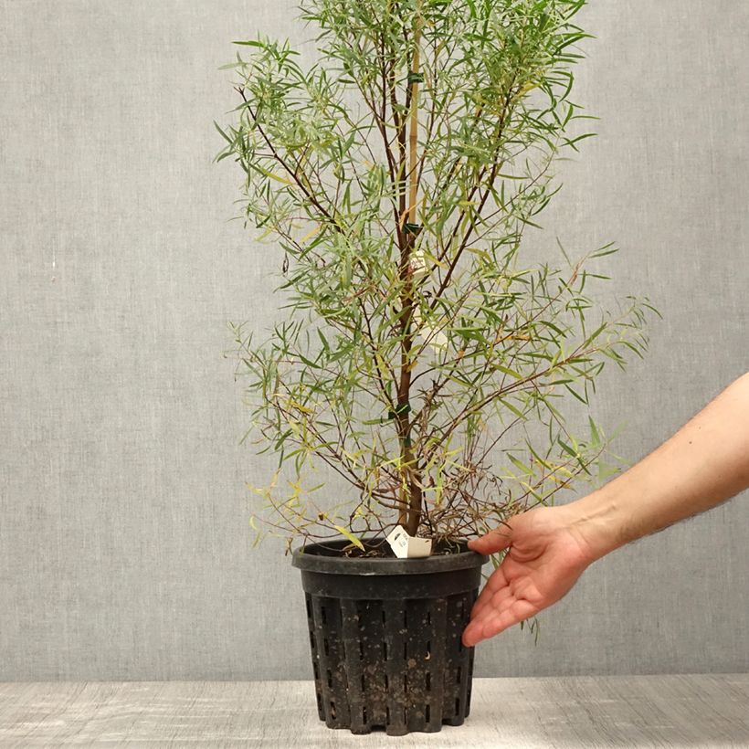Ejemplar de Eucalyptus pulchella - Eucalipto hermoso Maceta 4L/5L entregado en verano