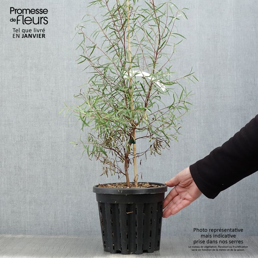Eucalyptus pulchella - Eucalipto hermoso Maceta 4L/5L Ejemplar entregado en invierno