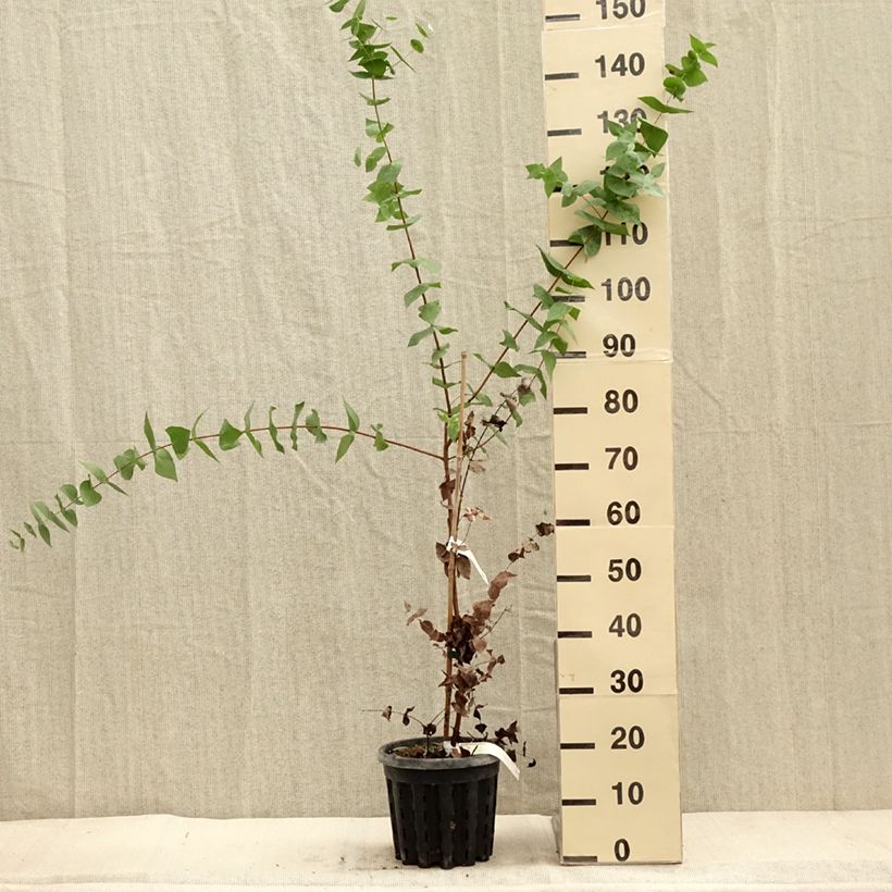 Ejemplar de Eucalyptus risdonii Maceta 4L/5L entregado en otoño
