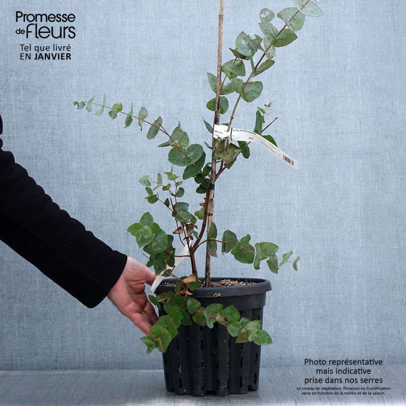 Eucalyptus risdonii Maceta 4L/5L Ejemplar entregado en invierno