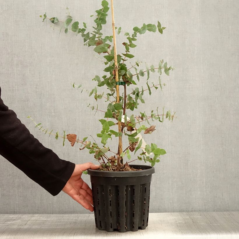 Eucalyptus risdonii Maceta 4L/5L Ejemplar entregado en la primavera
