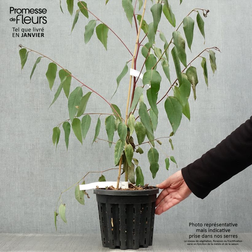 Eucalyptus robusta Maceta 4L/5L Ejemplar entregado en invierno