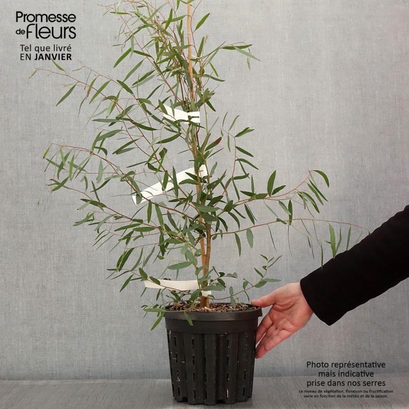 Eucalyptus rodwayi Maceta 4L/5L Ejemplar entregado en invierno