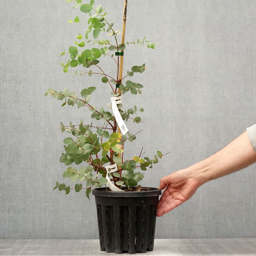 Ejemplar de Eucalyptus rubida - Eucalipto rojizo Maceta 4L/5L entregado en verano