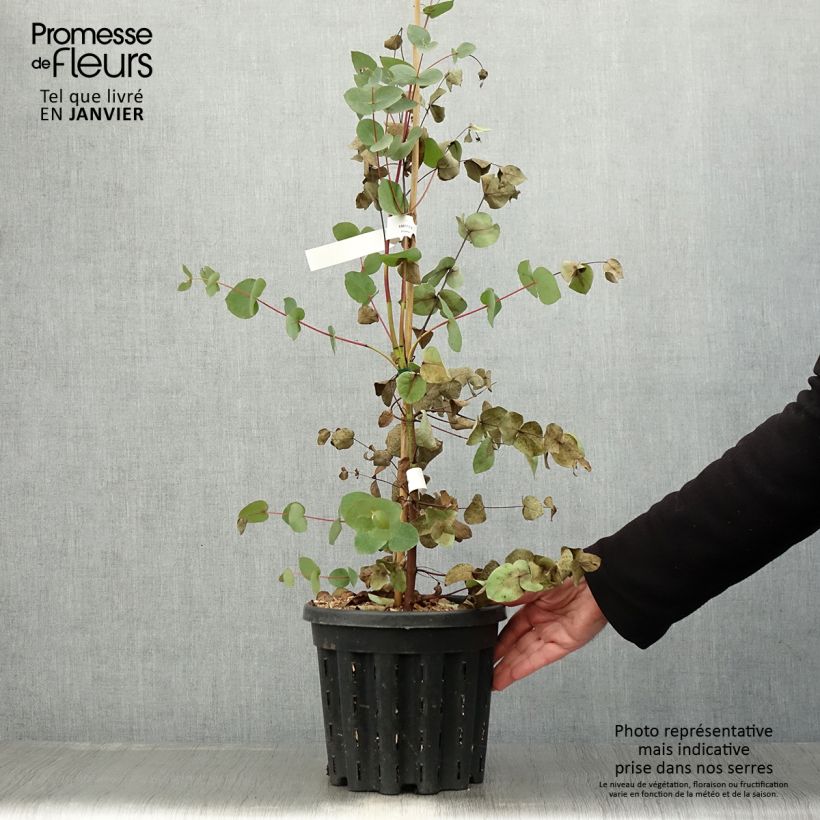 Eucalyptus rubida - Eucalipto rojizo Maceta 4L/5L Ejemplar entregado en invierno