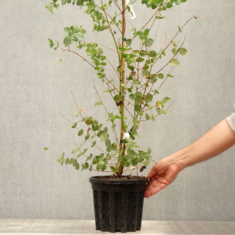 Ejemplar de Eucalyptus saxatilis Maceta 4L/5L entregado en verano