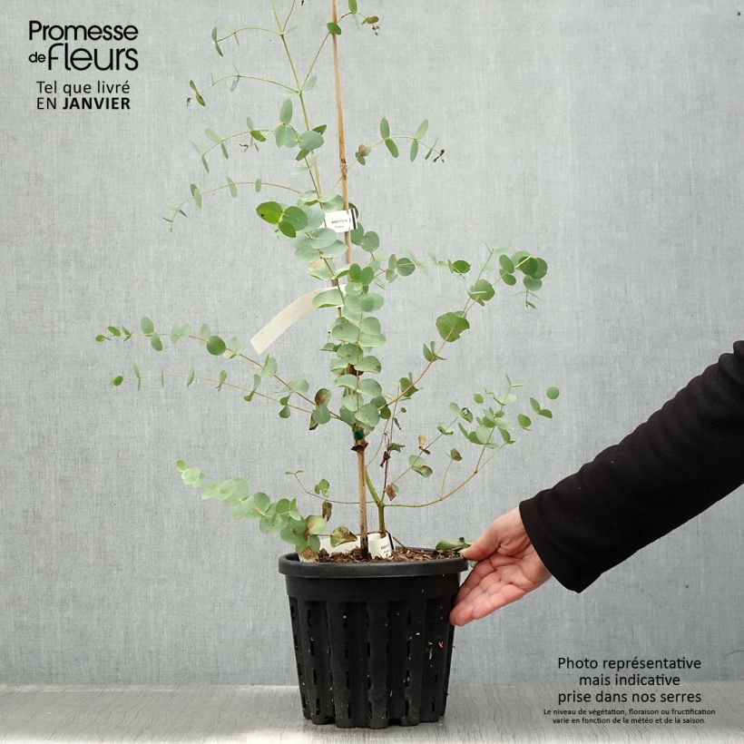Eucalyptus saxatilis Maceta 4L/5L Ejemplar entregado en invierno