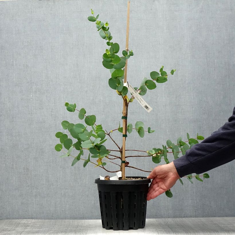 Ejemplar de Eucalyptus stellulata Maceta 3L/4L entregado en verano