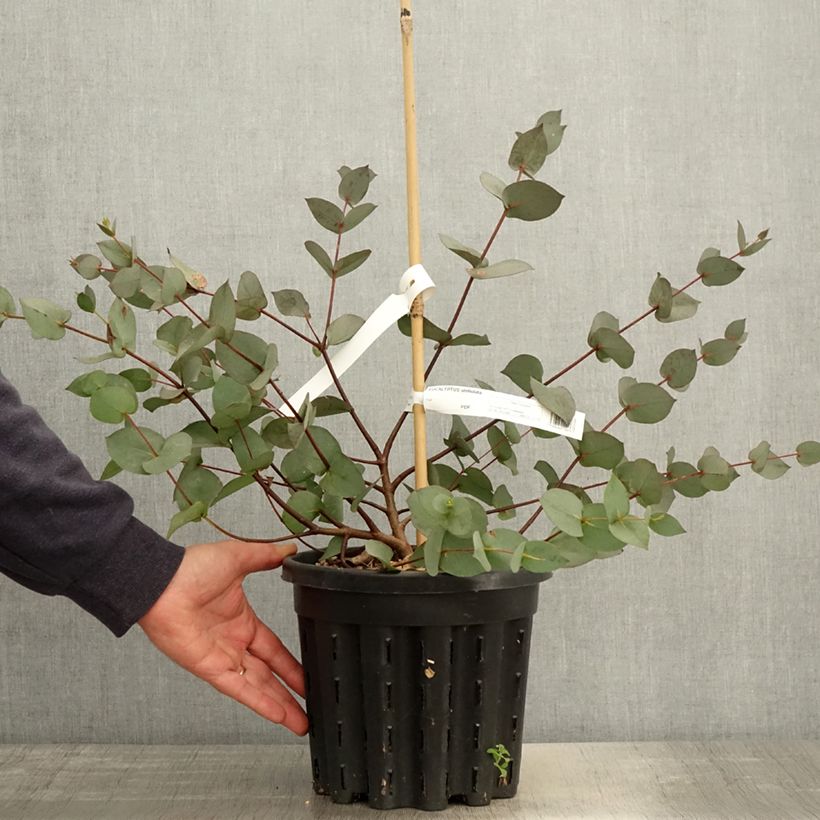Eucalyptus stellulata Maceta 3L/4L Ejemplar entregado en la primavera