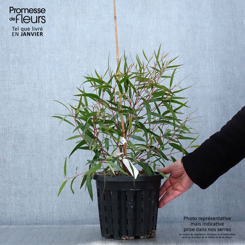 Eucalyptus stricta Maceta 4L/5L Ejemplar entregado en invierno