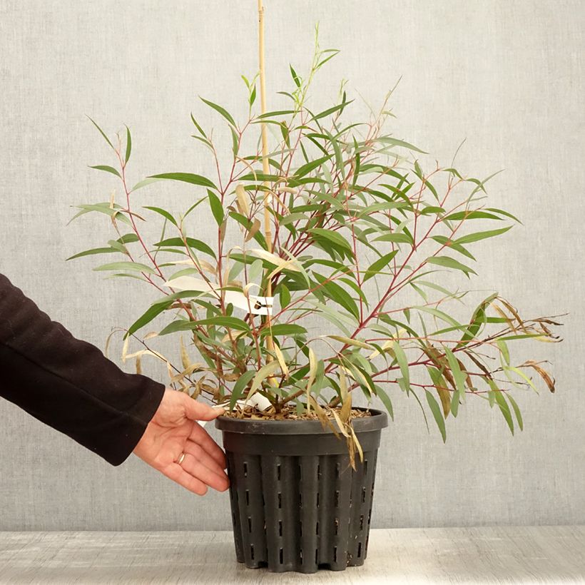 Eucalyptus stricta Maceta 4L/5L Ejemplar entregado en la primavera