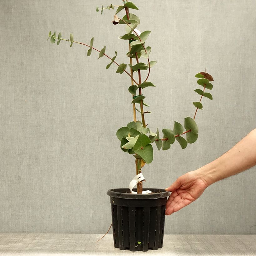 Ejemplar de Eucalyptus sturgissiana Maceta 4L/5L entregado en verano